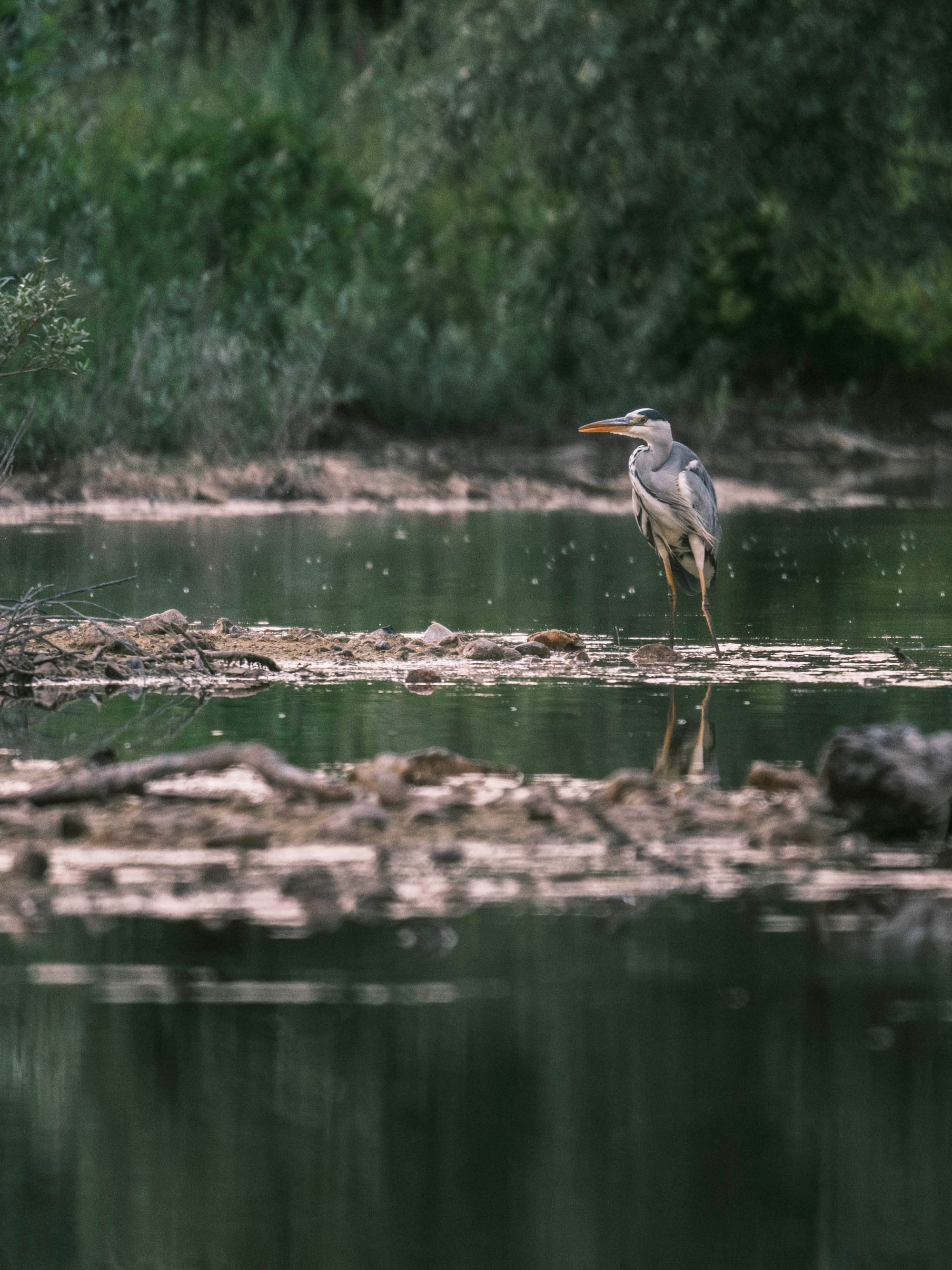 Retour à la photo animalière