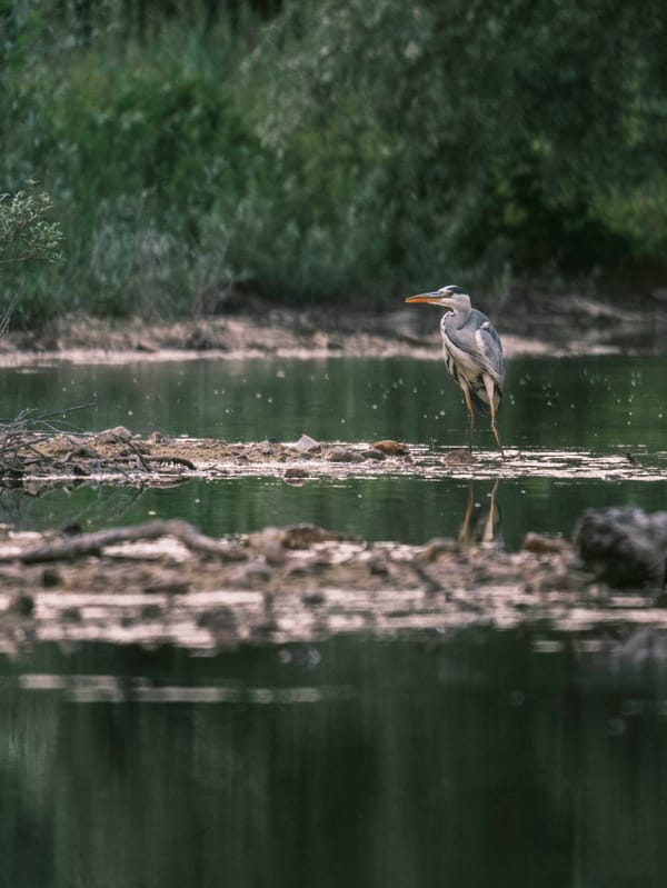 Retour à la photo animalière